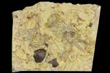 Rare Ordovician Starfish With Crinoid & Trilobite Fossils - Oklahoma #145032-1
